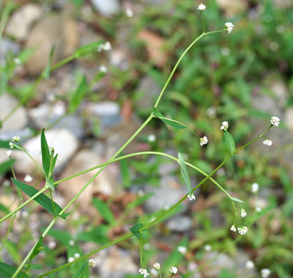 image of Persicaria sagittata, Arrowleaf Tearthumb, Arrowvine, Scratch-grass