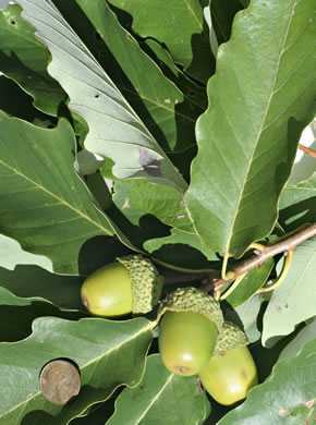 image of Quercus montana, Rock Chestnut Oak, Mountain Oak, Tanbark Oak