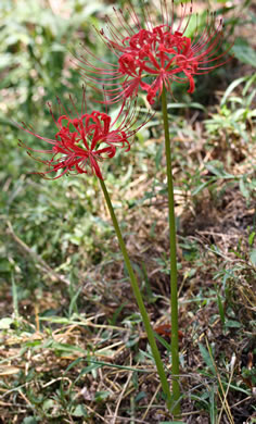 image of Lycoris radiata var. radiata, Red Spider Lily, Hurricane Lily, Surprise Lily, Naked Ladies