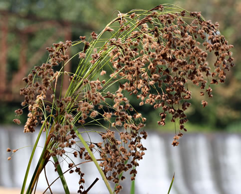 image of Scirpus cyperinus, Woolgrass Bulrush, Marsh Bulrush, Woolly Bulrush