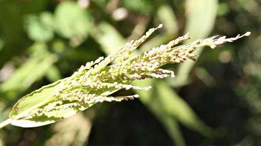 image of Urochloa ramosa, Browntop Millet, Dixie Signalgrass