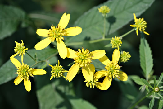 image of Verbesina alternifolia, Common Wingstem