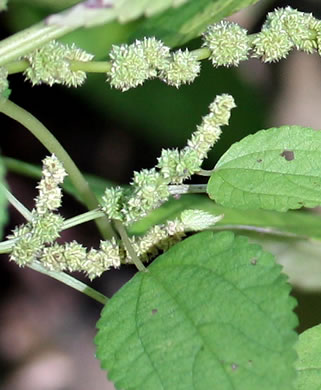 image of Boehmeria cylindrica, False Nettle, Swamp-nettle