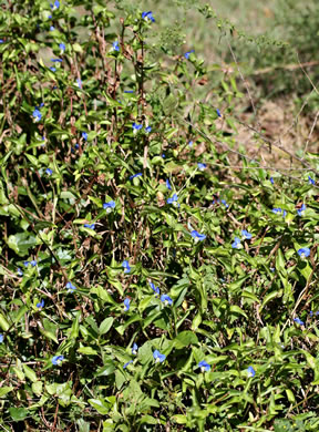 image of Commelina communis, Asiatic Dayflower, Common Dayflower