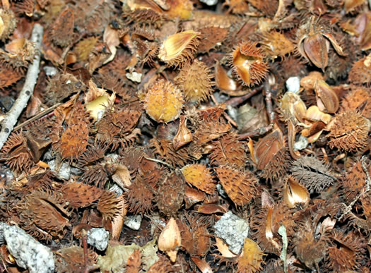 image of Fagus grandifolia +, American Beech