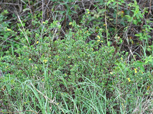 image of Hypericum hypericoides, St. Andrew's Cross