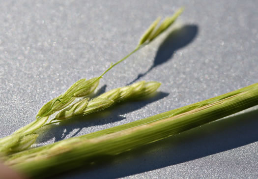 spikelet