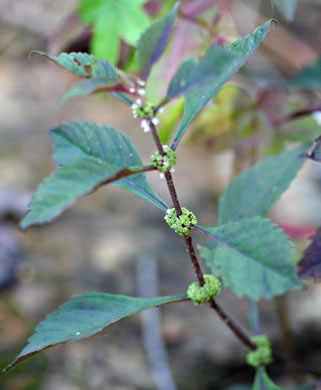 image of Lycopus virginicus, Virginia Bugleweed, Virginia water horehound