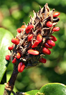 image of Magnolia grandiflora, Southern Magnolia, Bull Bay