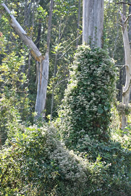 image of Mikania scandens, Climbing Hempweed