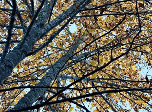 image of Liriodendron tulipifera var. tulipifera, Tulip-tree, Yellow Poplar, Whitewood