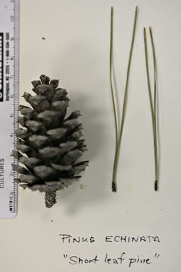 image of Pinus echinata, Shortleaf Pine, Yellow Pine, Rosemary Pine