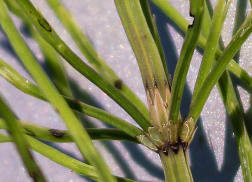 image of Equisetum arvense, Field Horsetail, Bottlebrush Horsetail