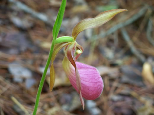 image of Cypripedium acaule, Pink Lady's Slipper, Mocassin Flower