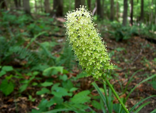 image of Amianthium muscitoxicum, Fly-poison