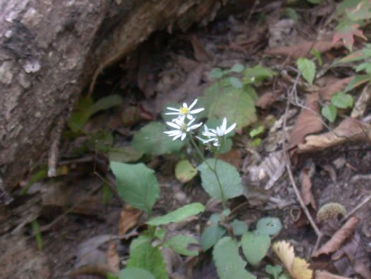 image of Eurybia mirabilis, Piedmont Aster, Bouquet Aster