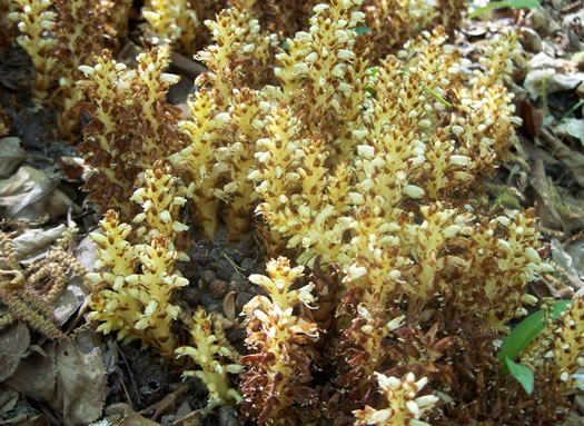 image of Conopholis americana, Squawroot, Bearcorn, Oakdrops