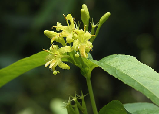 Smooth Southern Bush-honeysuckle