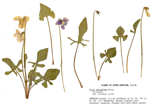 image of Viola septemloba, Southern Coastal Violet, Cleft-leaved Violet