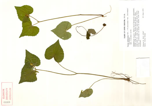 image of Viola eriocarpa, Smooth Yellow Forest Violet, Smooth Yellow Violet