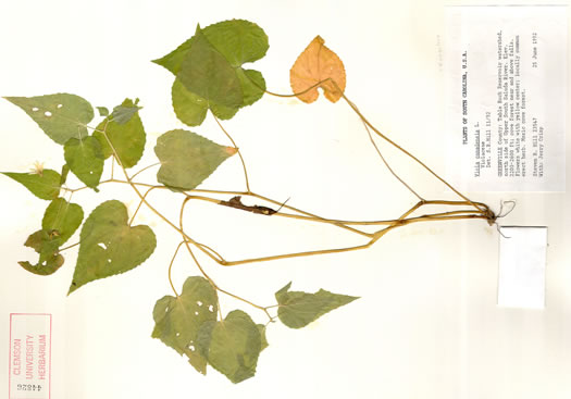 image of Viola canadensis, Canada Violet, Tall White Violet