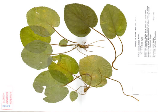 image of Viola rotundifolia, Roundleaf Yellow Violet, Early Yellow Violet