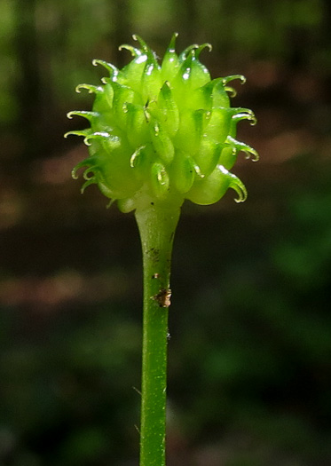 image of Ranunculus recurvatus var. recurvatus, Hooked Buttercup, Hooked Crowfoot