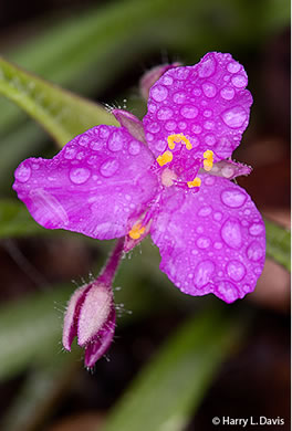 image of Tradescantia hirsuticaulis, Hairy Spiderwort