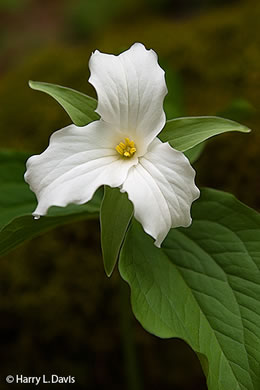 Trillium grandiflorum, Large-flowered Trillium, Great White Trillium, White Wake-robin, Showy Wake-robin