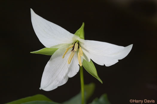 Trillium simile, Sweet White Trillium, Confusing Trillium, Jeweled Trillium