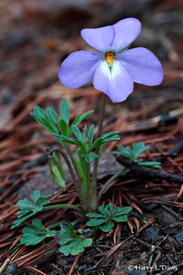 image of Viola pedata var. pedata, Common Birdsfoot Violet