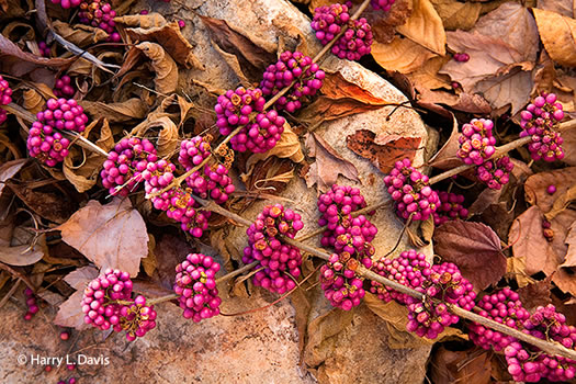 image of Callicarpa americana, American Beautyberry, French-mulberry, Beautybush