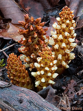 image of Conopholis americana, Squawroot, Bearcorn, Oakdrops