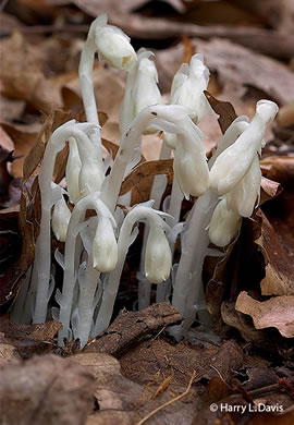 image of Monotropa uniflora, Indian Pipes, Ghost-flower, Common Ghost Pipes