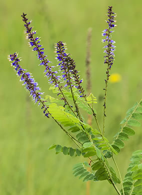 image of Amorpha confusa, Savanna Indigo-bush