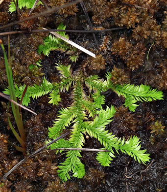 image of Pseudolycopodiella caroliniana, Carolina Bog-clubmoss, Slender Clubmoss