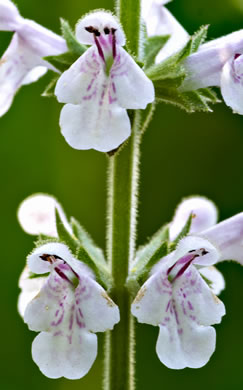 image of Stachys caroliniana, Carolina Hedgenettle