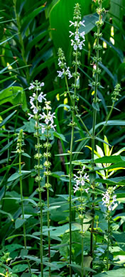 image of Stachys caroliniana, Carolina Hedgenettle