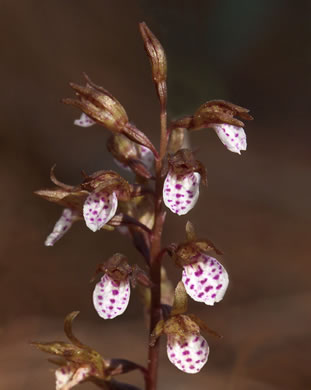 Corallorhiza wisteriana (Wister’s coralroot)