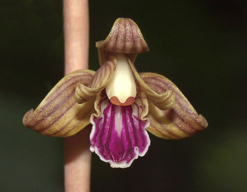 image of Hexalectris spicata, Crested Coralroot, Spiked Crested Coralroot, Brunetta