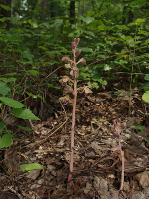 image of Hexalectris spicata, Crested Coralroot, Spiked Crested Coralroot, Brunetta