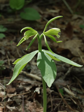 image of Isotria medeoloides, Small Whorled Pogonia, Little Five-leaves