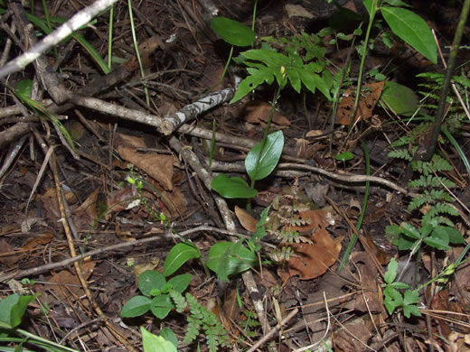 Malaxis spicata, Florida Adder's-mouth