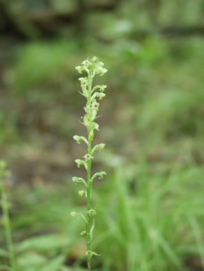 image of Platanthera flava var. flava, Southern Rein Orchid, Southern Gypsy-spike