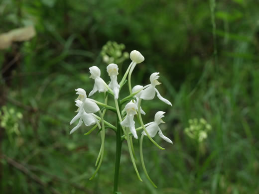 image of Platanthera integrilabia, Monkey-face Orchid, White Fringeless Orchid