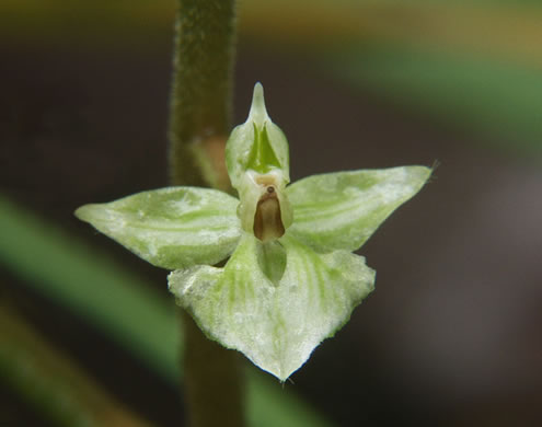 image of Ponthieva racemosa, Shadow Witch, Ponthieu's Orchid, Shadow-witch Orchid