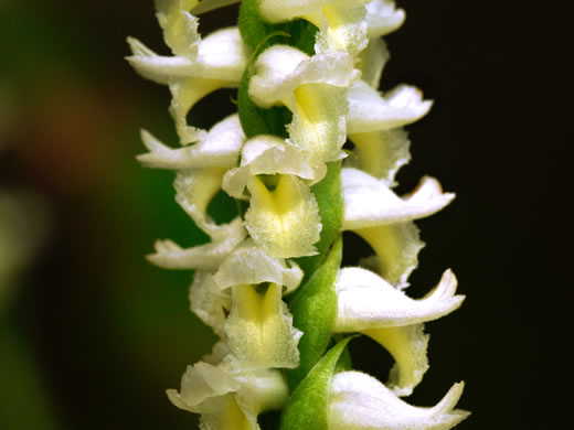 image of Spiranthes odorata, Fragrant Ladies'-tresses, Marsh Ladies'-tresses