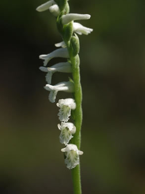 image of Spiranthes praecox, Grassleaf Ladies'-tresses, Giant Ladies'-tresses