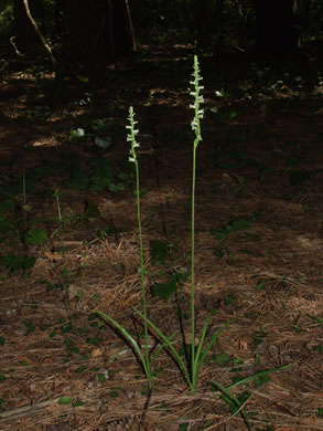 image of Spiranthes sylvatica, Woodland Ladies'-tresses, Pale Green Ladies'-tresses