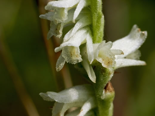 image of Spiranthes vernalis, Spring Ladies'-tresses